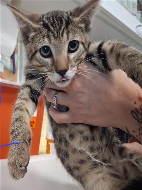 Shelter Stray Male Cat last seen Near BLOCK BECKNER RD SANTA FE NM 87507, 100 Caja Del Rio Rd, Santa Fe, NM 87507, USA