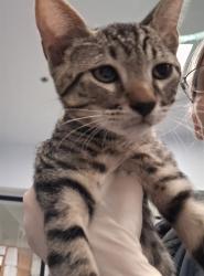 Shelter Stray Male Cat last seen Near BLOCK BECKNER RD SANTA FE NM 87507, 100 Caja Del Rio Rd, Santa Fe, NM 87507, USA