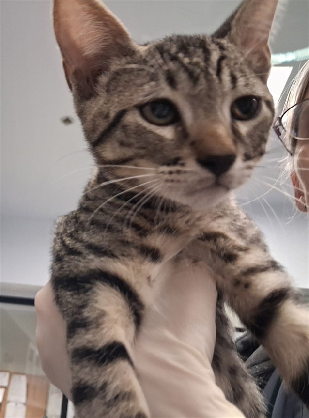 Shelter Stray Male Cat last seen Near BLOCK BECKNER RD SANTA FE NM 87507, 100 Caja Del Rio Rd, Santa Fe, NM 87507, USA