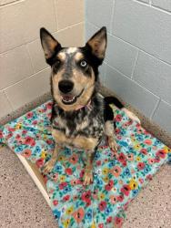 Shelter Stray Female Dog last seen Near BLOCK HEADLIGHT RD, 12155 Park Blvd, Brighton, CO 80601, USA