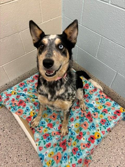 Shelter Stray Female Dog last seen Near BLOCK HEADLIGHT RD, 12155 Park Blvd, Brighton, CO 80601, USA