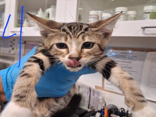 Shelter Stray Female Cat last seen Near BLOCK BECKNER RD SANTA FE NM 87507, 100 Caja Del Rio Rd, Santa Fe, NM 87507, USA