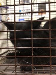 Shelter Stray Unknown Cat last seen Near BLK OF 76TH PL, 12155 Park Blvd, Brighton, CO 80601, USA