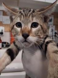 Shelter Stray Male Cat last seen Near BLOCK BECKNER RD SANTA FE NM 87507, 100 Caja Del Rio Rd, Santa Fe, NM 87507, USA