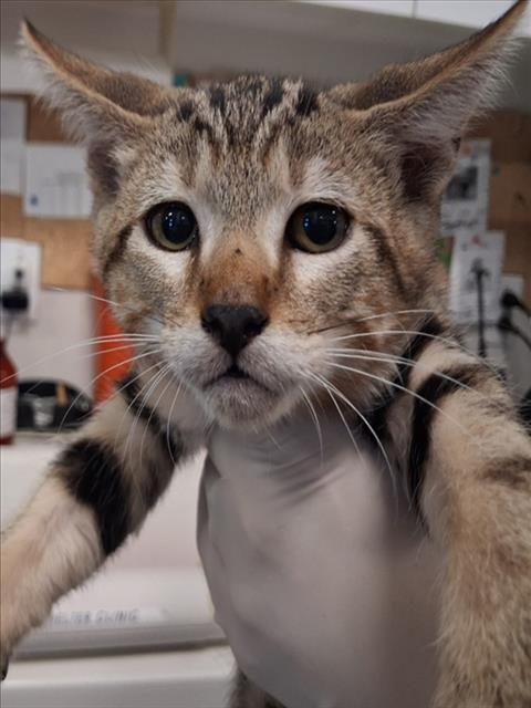 Shelter Stray Male Cat last seen Near BLOCK BECKNER RD SANTA FE NM 87507, 100 Caja Del Rio Rd, Santa Fe, NM 87507, USA