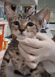 Shelter Stray Male Cat last seen Near BLOCK BECKNER RD SANTA FE NM 87507, 100 Caja Del Rio Rd, Santa Fe, NM 87507, USA