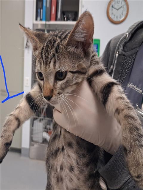 Shelter Stray Female Cat last seen Near BLOCK BECKNER RD SANTA FE NM 87507, 100 Caja Del Rio Rd, Santa Fe, NM 87507, USA