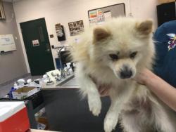 Shelter Stray Male Dog last seen YALE ST/ COLUMBIA AVE INDIO, 72050 Pet Land Pl, Thousand Palms, CA 92276, USA