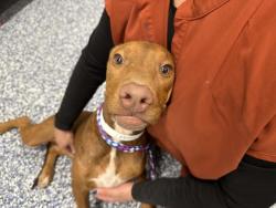 Shelter Stray Female Dog last seen Near BLOCK AVENIDA MARIA, COACHELLA, CA, 72050 Pet Land Pl, Thousand Palms, CA 92276, USA