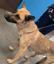 Shelter Stray Female Dog last seen COTTONWOOD ST BAKERSFIELD, 201 S Mt Vernon Ave, Bakersfield, CA 93307, USA