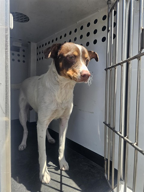 Shelter Stray Male Dog last seen Near BLK THORTON ST,BAKERSFIELD,CA, 201 S Mt Vernon Ave, Bakersfield, CA 93307, USA