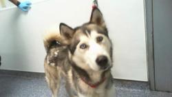 Shelter Stray Male Dog last seen CHARLOTTE, 8315 Byrum Dr, Charlotte, NC 28217, USA