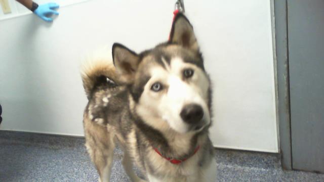 Shelter Stray Male Dog last seen CHARLOTTE, 8315 Byrum Dr, Charlotte, NC 28217, USA