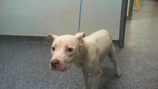 Shelter Stray Female Dog last seen CHARLOTTE, 8315 Byrum Dr, Charlotte, NC 28217, USA