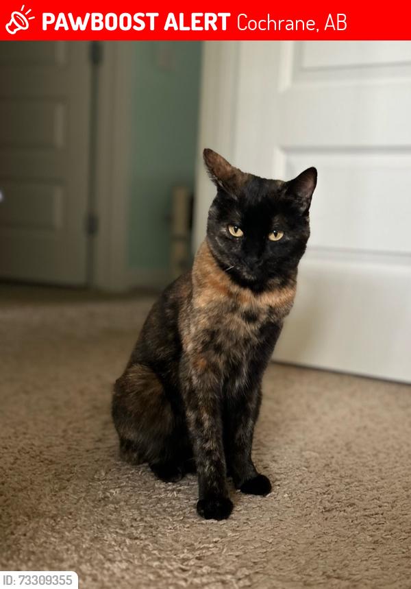 Lost Female Cat last seen Sunset Ridge, Cochrane, Cochrane, AB 