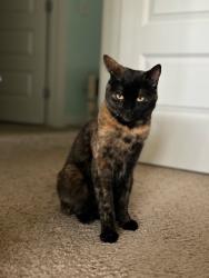Lost Female Cat last seen Sunset Ridge, Cochrane, Cochrane, AB 