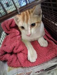 Shelter Stray Female Cat last seen , 1850 W 60th St, Los Angeles, CA 90047, USA