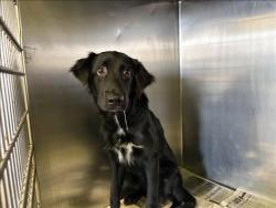 Shelter Stray Male Dog last seen , 1850 W 60th St, Los Angeles, CA 90047, USA