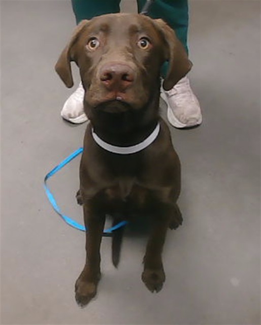 Shelter Stray Female Dog last seen RENEE DR AND 16TH AVE, 2500 S 27th Ave, Phoenix, AZ 85009, USA