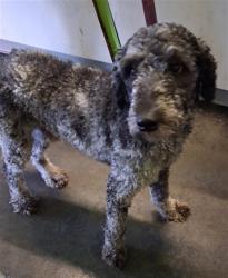 Shelter Stray Male Dog last seen , 1850 W 60th St, Los Angeles, CA 90047, USA