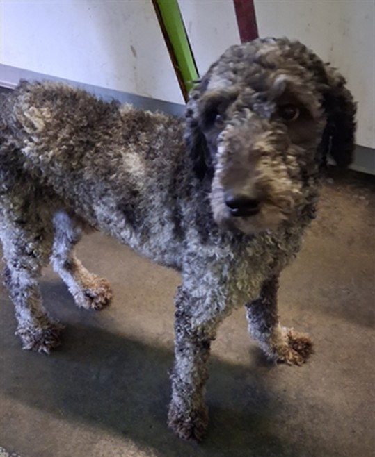 Shelter Stray Male Dog last seen , 1850 W 60th St, Los Angeles, CA 90047, USA