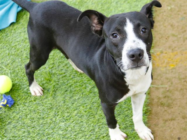 Shelter Stray Male Dog last seen Near BLOCK SILVER LAKE RD, TALLAHASSEE FL 32310, 1125 Easterwood Dr, Tallahassee, FL 32311, USA