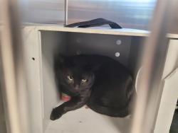 Shelter Stray Male Cat last seen Near BLOCK SE EASTGATE WAY, BELLEVUE WA 98005 4462, 21615 64th Ave S, Kent, WA 98032, USA