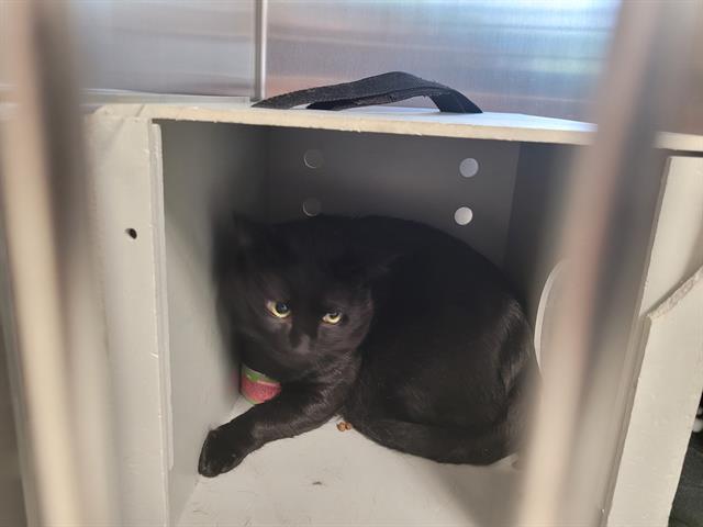 Shelter Stray Male Cat last seen Near BLOCK SE EASTGATE WAY, BELLEVUE WA 98005 4462, 21615 64th Ave S, Kent, WA 98032, USA