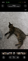 Lost Female Cat last seen Lembi Park, Folsom, CA 95630