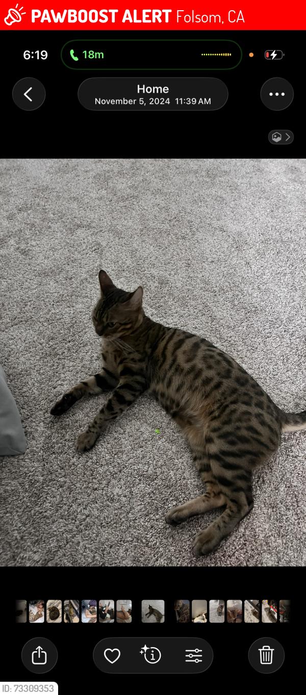 Lost Female Cat last seen Lembi Park, Folsom, CA 95630