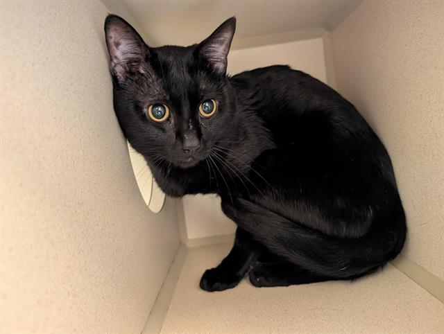 Shelter Stray Male Cat last seen Near BLOCK DOWNING ST DENVER CO 80216, 1241 W Bayaud Ave, Denver, CO 80223, USA