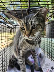 Shelter Stray Female Cat last seen Near BLOCK W MISTLETOE AVE, 4710 TX-151, San Antonio, TX 78227, USA