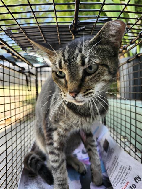 Shelter Stray Female Cat last seen Near BLOCK W MISTLETOE AVE, 4710 TX-151, San Antonio, TX 78227, USA
