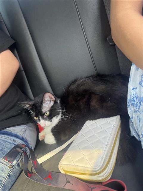 Shelter Stray Unknown Cat last seen , 4710 TX-151, San Antonio, TX 78227, USA