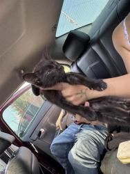 Shelter Stray Female Cat last seen , 4710 TX-151, San Antonio, TX 78227, USA