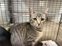 Shelter Stray Female Cat last seen , 957 N Gaffey St, San Pedro, CA 90731, USA