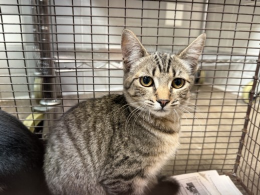 Shelter Stray Female Cat last seen , 957 N Gaffey St, San Pedro, CA 90731, USA