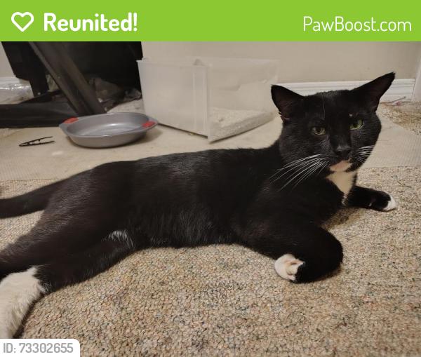 Reunited Male Cat last seen Deltona blvd and Rutland drive, Citrus Springs, FL 34434