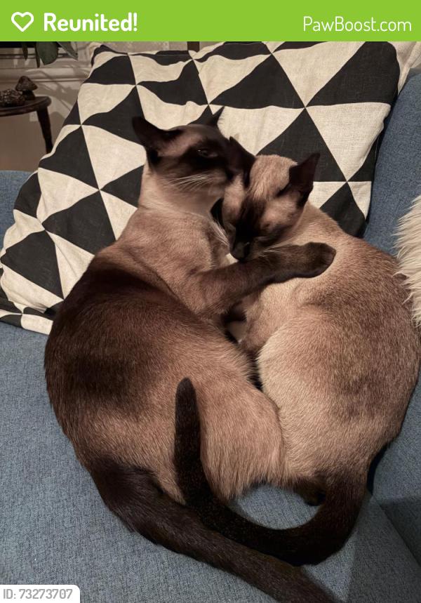 Reunited Male Cat last seen Liège et Guizot, Montréal, QC H2P 2G3