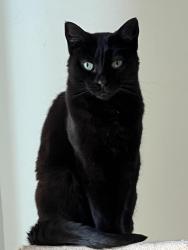 Reunited Female Cat last seen Miller Dr and Fayburrow, Sunbury, OH 43074