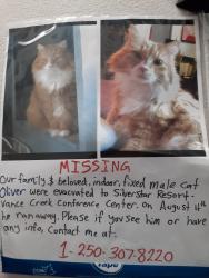 Lost Male Cat last seen Monashee Road(Pearson Lane)Area, North Okanagan, BC 