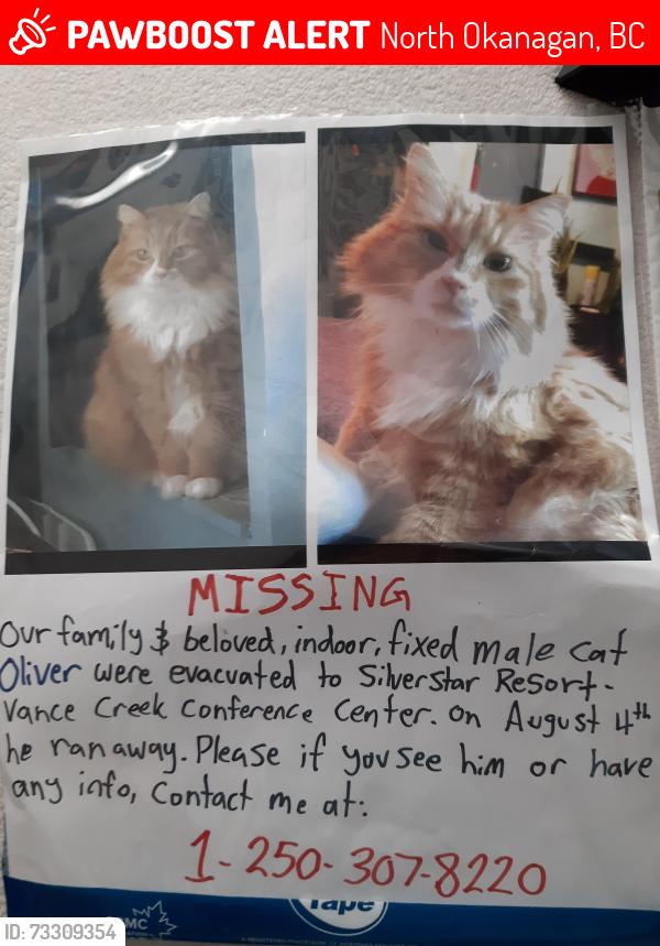 Lost Male Cat last seen Monashee Road(Pearson Lane)Area, North Okanagan, BC 