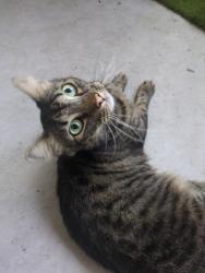 Lost Female Cat last seen W Mcnab Rd & SW 46th Ave, Pompano Beach, FL 33069