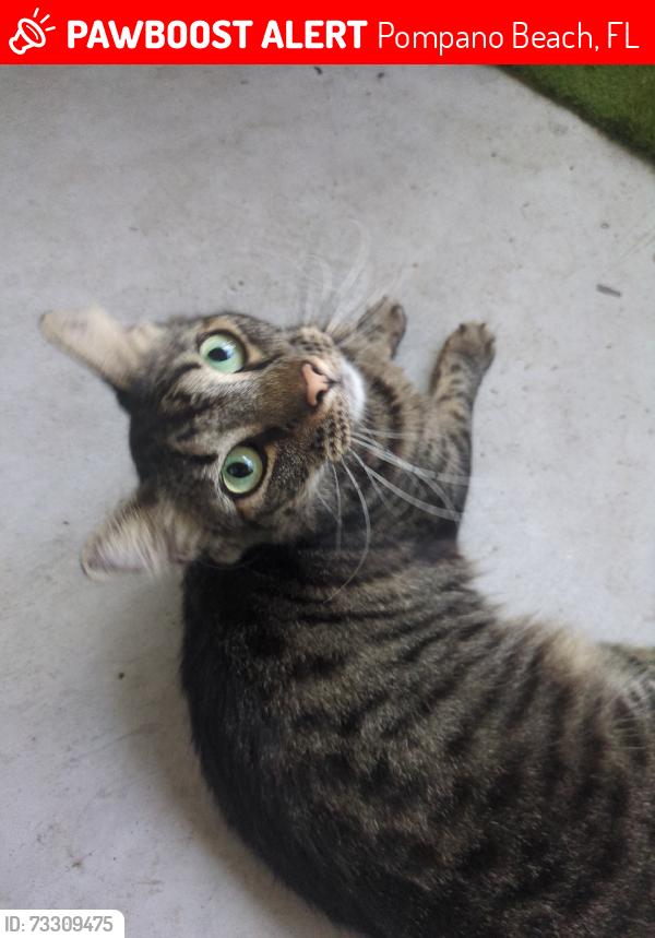 Lost Female Cat last seen W Mcnab Rd & SW 46th Ave, Pompano Beach, FL 33069
