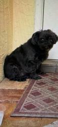 Found/Stray Female Dog last seen Powerline road, Deerfield Beach, FL 33442