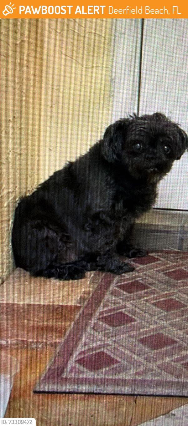 Found/Stray Female Dog last seen Powerline road, Deerfield Beach, FL 33442