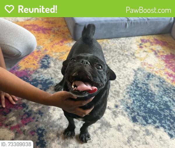Reunited Male Dog last seen First and prince, Tucson, AZ 85719