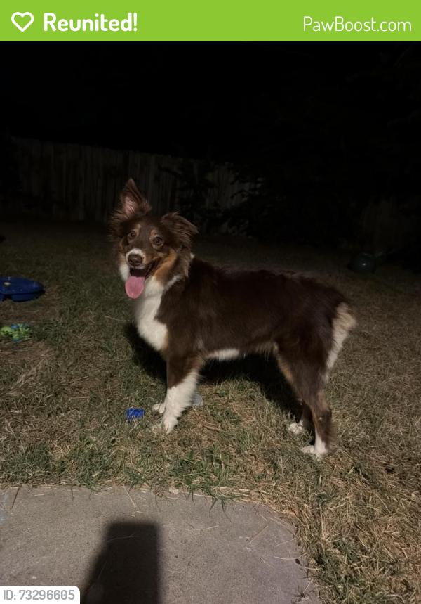 Reunited Female Dog last seen QT E crystal falls parkway, Leander, TX 78641