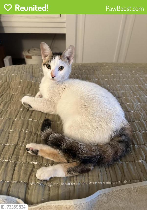 Reunited Female Cat last seen 6th Street & Wilshire Blvd., Santa Monica, CA 90401
