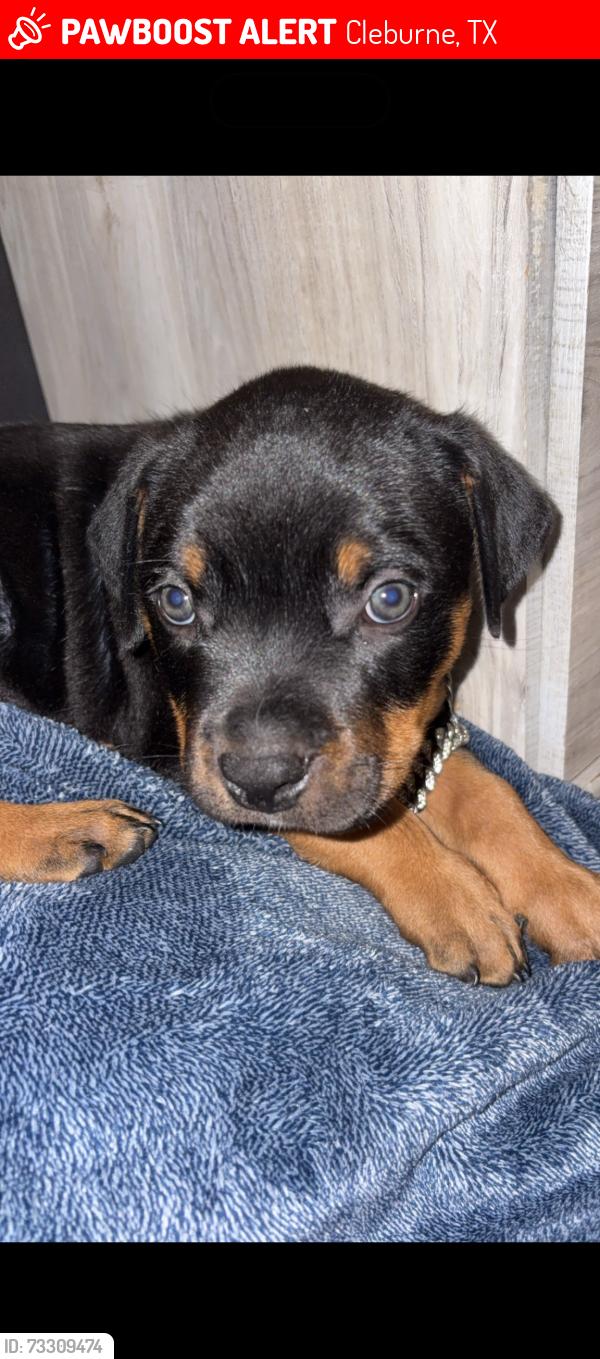 Lost Male Dog last seen Behind James hardie, Cleburne, TX 76031